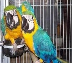  adorable blue gold pair of hyacinth macaw parrots for adoption