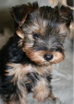 Tiny Tea-cup Yorkies