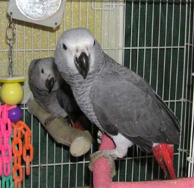 lovely pair of talking african gray parrots