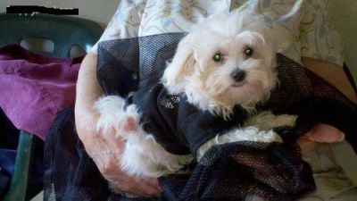 AKC REG,Adorable X-Mas Teacup Maltese Puppies For Adoption