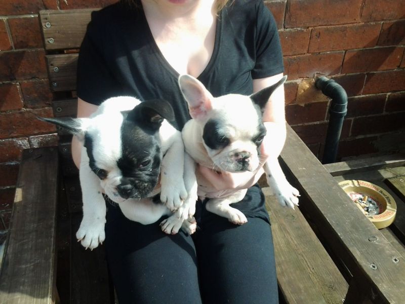 Adorable and playful french bulldog puppies left