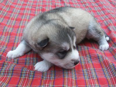 Siberian Husky Puppy