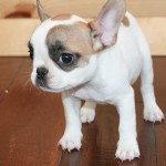 Ready to Go Male  and Female French Bull Dog Puppy