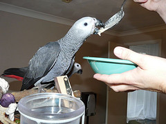 Pair Of African Grey Parrots For Adoption