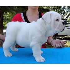 male and female english bulldog pups for adoption