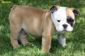 Quality English Bulldog Puppies!