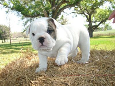 baby English bulldog puppies For Adoption