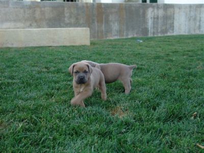 cane corso puppies for sale