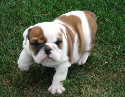 LOVELY ENGLISH BULLDOG PUPPIES FOR FREE ADOPTION.