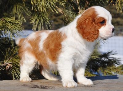 Cavalier King Charles Spaniel puppies for sale