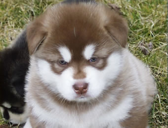 Alaskan Malamute Puppies For Xmas now .