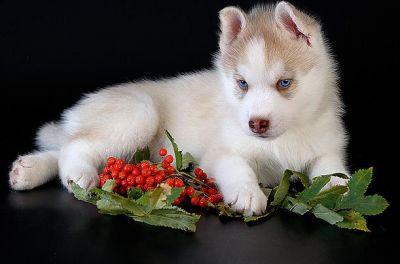 Blue Eyes Siberian Husky Puppies