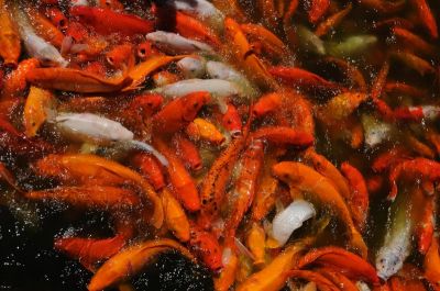 Live Golden  KOI Fishes and Red  Available For Sale.