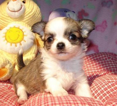 Chihuahua puppies for sale to only good homes