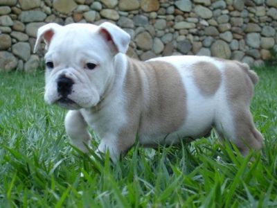 Cute And Adorable English Bulldog Puppies For Free Adoption To A Lovely Family as Xmas Gift