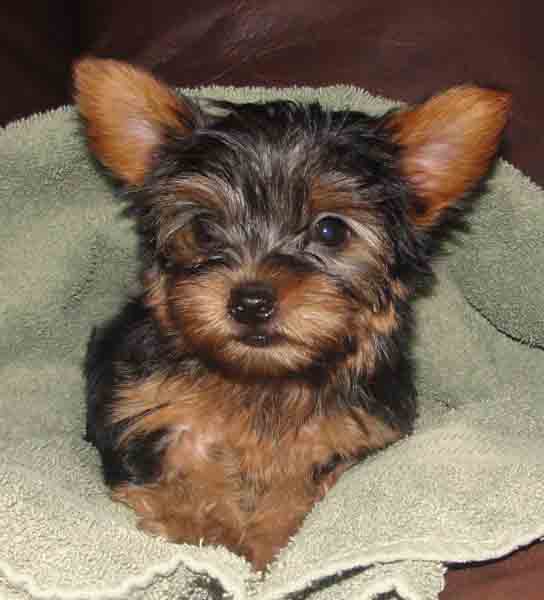Purebred Miniature Yorkies For Sale