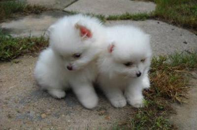 Lovely Pomeranian Puppies For Re Homing