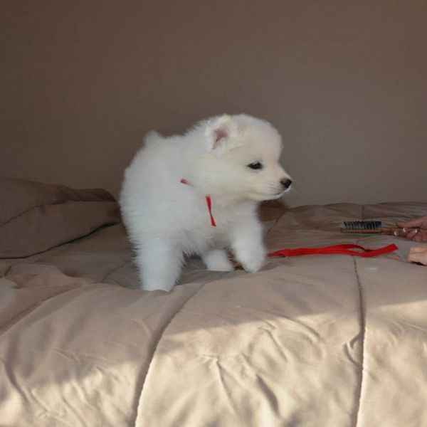 Labrador Retriever Puppies for adoption