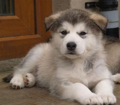 Beautiful Alaskan Malamute Puppies For New Homes.