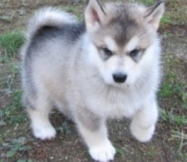 Alaskan Malamute Puppies For Sale