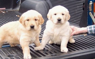 Cute pair of Golden Retriever puppies for adoption