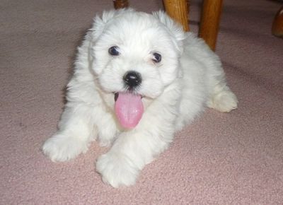 Coton De Tulear Puppies For Sale 