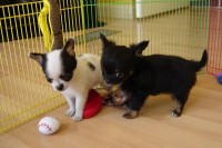  Two Cute tiny Akc Chihuahua Puppies Available For Adoption.