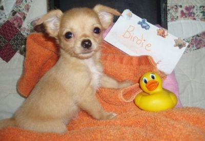 Tiny Teacup Cream Chihuahua Puppies available