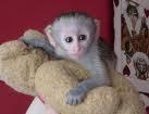 outstanding baby capuchin monkeys looking for a loving home