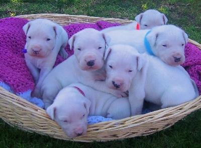Dogo Argentino Puppies Ready Now.