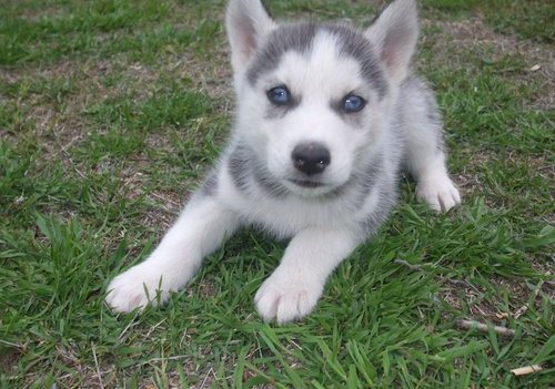 Blue Eyed Siberian Husky Puppies !!! Absolutely Adorable !! 