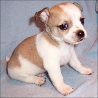 Pretty Chihuahua Puppies For New Homes