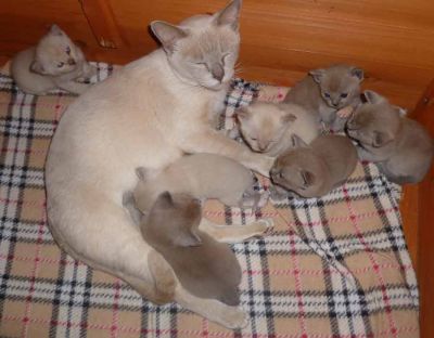 Burmese Kittens Available