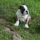 PURE ENGLISH BULLDOG PUPPIES FOR ADOPTION