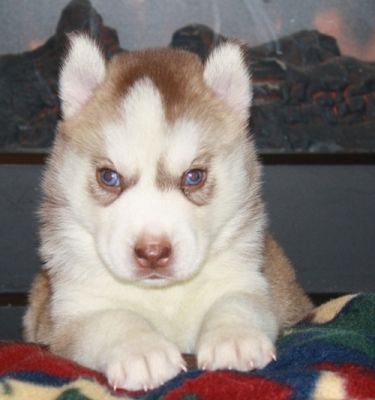 Top Quality Siberian Husky puppies to re-home now