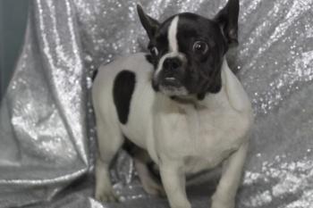 Affectionate male and female French bulldog puppies.