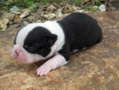 Boston Terrier Puppies for Sale