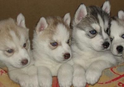 Akc In Md! Siberian Husky Puppies for Sale