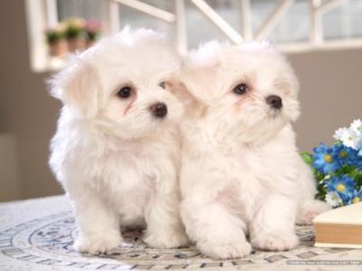 Bichon Frise Puppies