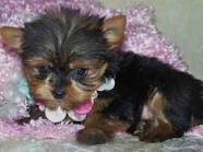 cute male and female teacup yorkie puppies for free adoption