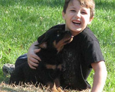 Rottweiler Puppies Available