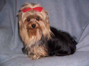 lovely yorkies for you