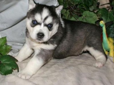 Healthy Blue Eyes Siberian Husky Puppies