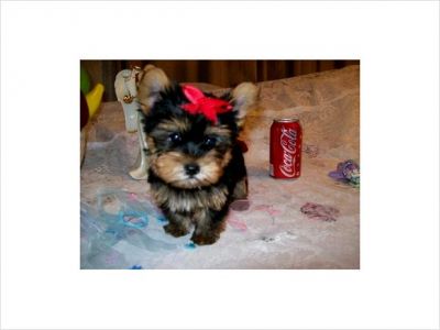 adorable yorkie puppies foe sale at very moderate prices