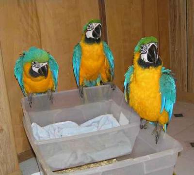parrots for free  adoption 