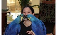 TWO Hyacinth Macaws for Adoption