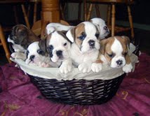 ADORABLE MALE AND FEMALE ENGLISH BULLDOG PUPPIES FOR FREE ADOPTION