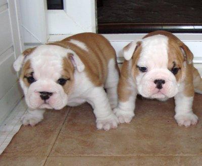 Male and female English Bulldog puppies available for adoption 
