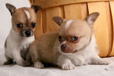 yorkies,maltese & chihuahua pups