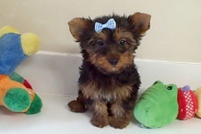 Teacup Yorkie Babies